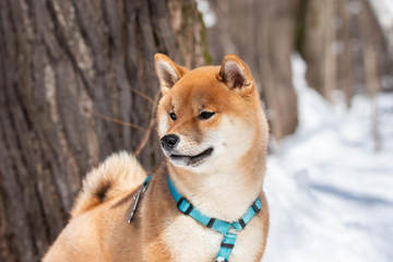 每天吃的，就是牠未來十年的健康